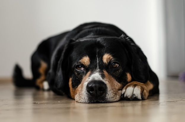 7 Ways To Stay Spotless With Pets